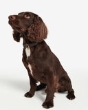 Tartan/Webbing Collar