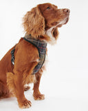 Tartan Dog Harness